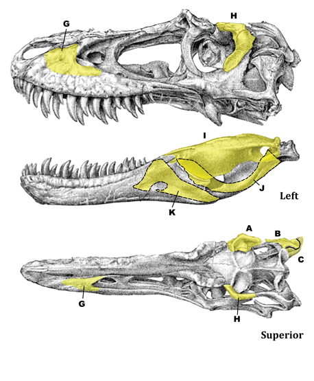TE-039 Skull osteograph (left)