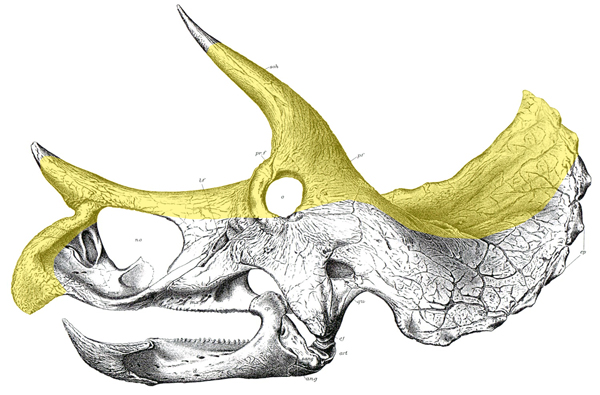TE-041 Osteograph (left)