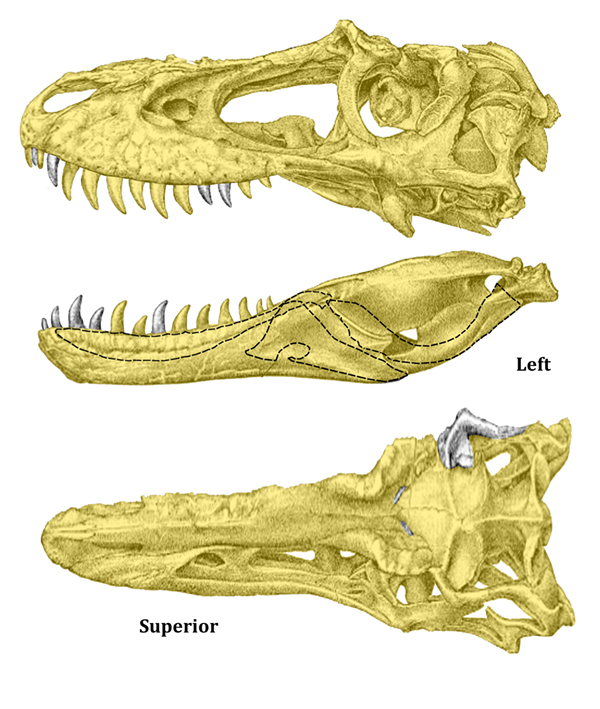 TE-077 skull osteograph (right)